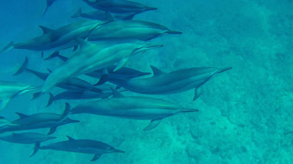 Observer les Dauphins